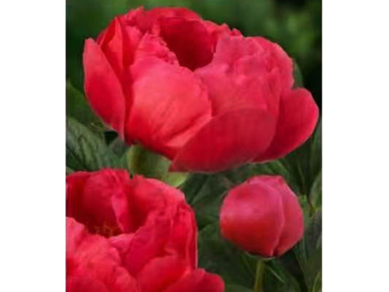 珊瑚魔法 極早期 花徑極大 香味濃